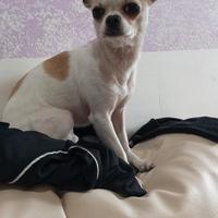 Chihuahua monta