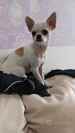 Chihuahua monta