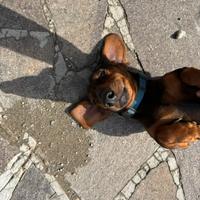 Bassotto standard per monta