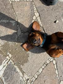 Bassotto standard per monta