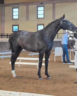 S.I. 2 anni Salto Ostacoli