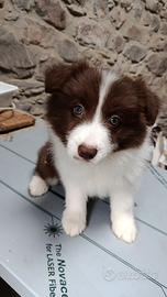 Cucciola border collie bianco cioccolato Super