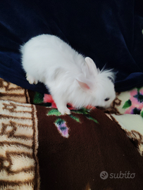 Conigli testa di leone nani