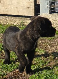 Cuccioli di cane corso