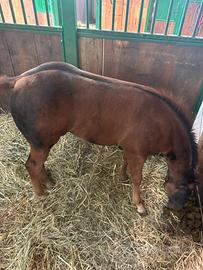 Fattrice quarter horse