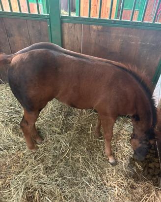 Fattrice quarter horse