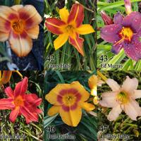 rizomi hemerocallis daylily, fiori simil giglio