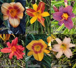 rizomi hemerocallis daylily, fiori simil giglio