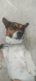 Cucciolo di rottweiler x Amstaff