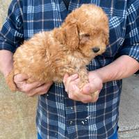 Cuccioli di barboncino albicocca nano