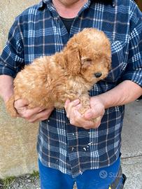Cuccioli di barboncino albicocca nano