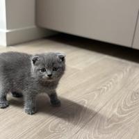 Scottish Fold