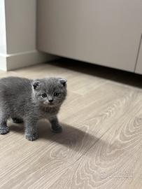 Scottish Fold