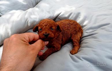 Barboncini cuccioli Red