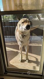 Cane lupo cecoslovacco