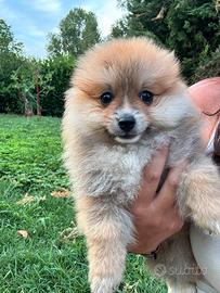 Spitz della Pomerania