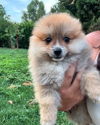 Spitz della Pomerania