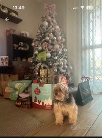 Albero di natale