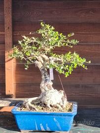 Bonsai Olivastro