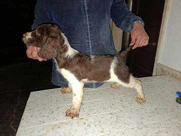 Springer cucciola
