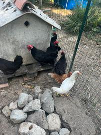 Gallo Valdarno