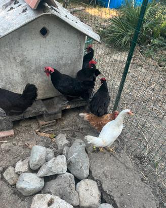 Gallo Valdarno