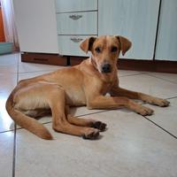 Cucciolo di cane