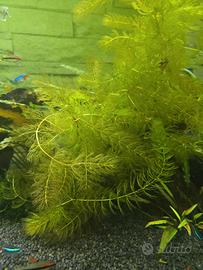Pianta Acquario dolce Ceratophyllum demersum