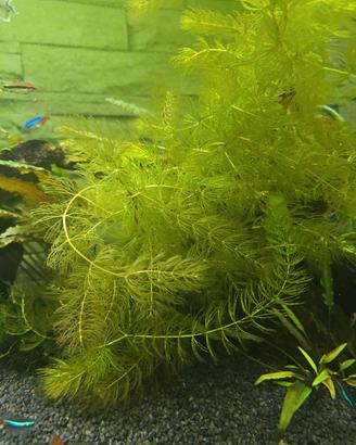 Pianta Acquario dolce Ceratophyllum demersum