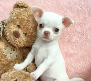 CHIHUAHUA TOY CUCCIOLI - DISPONIBILI subito