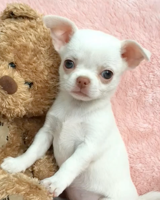 CHIHUAHUA TOY CUCCIOLI - DISPONIBILI subito