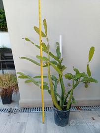 pitaya frutto rosso polpa rosa