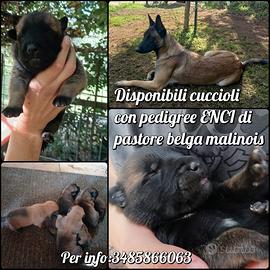 Cuccioli di Malinois