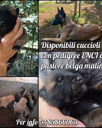 Cuccioli di Malinois
