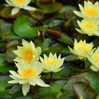 Ninfea nana pygmea helvola