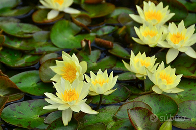 Ninfea nana pygmea helvola