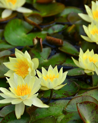 Ninfea nana pygmea helvola