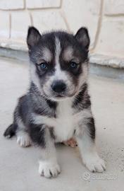 Siberian Husky