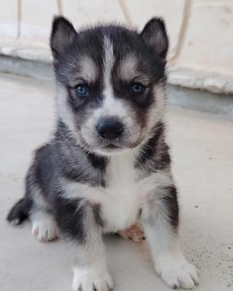 Siberian Husky