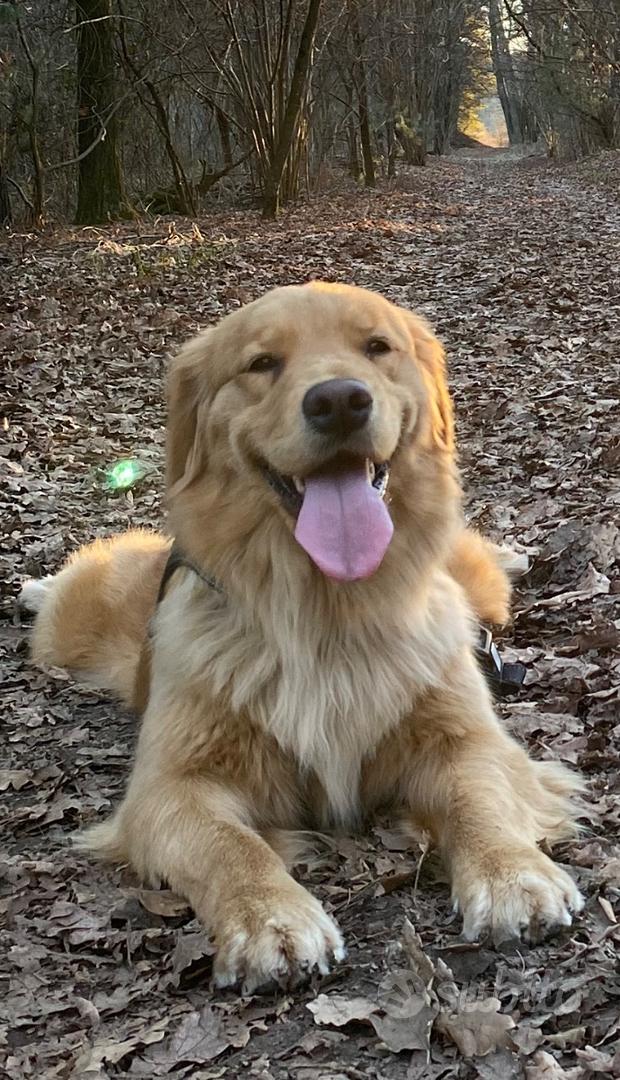 Il Golden Retriever americano - Allevamento Leon d'Oro