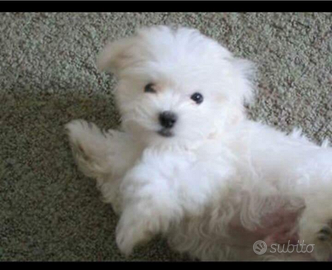 Cuccioli di maltese coreano