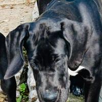 Cuccioli di Alano Nero