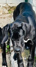 Cuccioli di Alano Nero