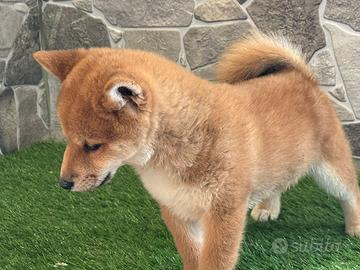 Shiba inu
