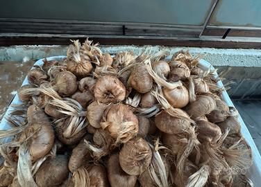 Cormi  Bulbi di Zaferano Italiani Certificati