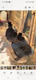 Galline moroseta