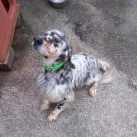 Setter maschio 6 anni pronto caccia