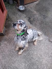 Setter maschio 6 anni pronto caccia