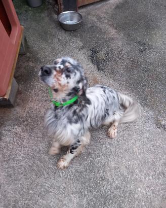 Setter maschio 6 anni pronto caccia