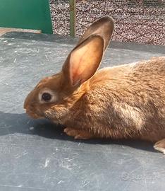 Conigli Leprini Viterbesi Maschi